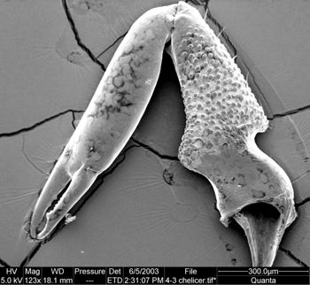Media type: image;   Invertebrate Zoology 134639